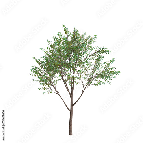 3d illustration of street tree isolated on transparent background