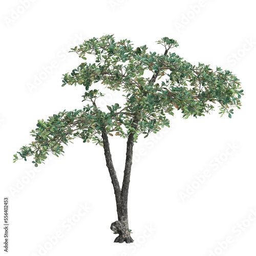 3d illustration of terminalia var tree isolated on transparent background