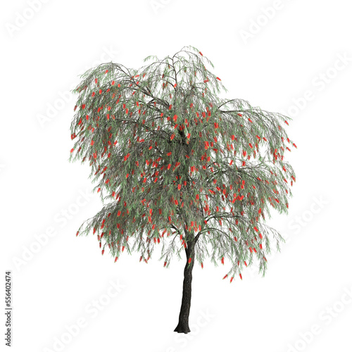 3d illustration of weeping bottlebrush tree isolated on transparent background photo