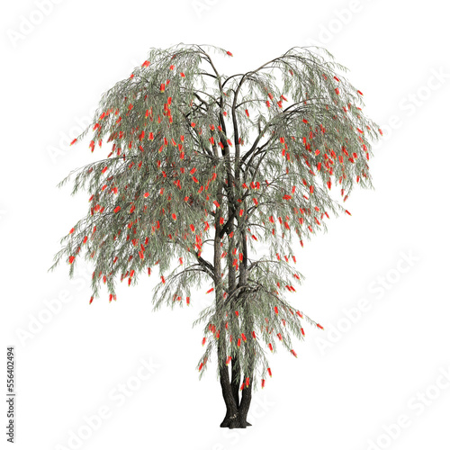 3d illustration of weeping bottlebrush tree isolated on transparent background photo
