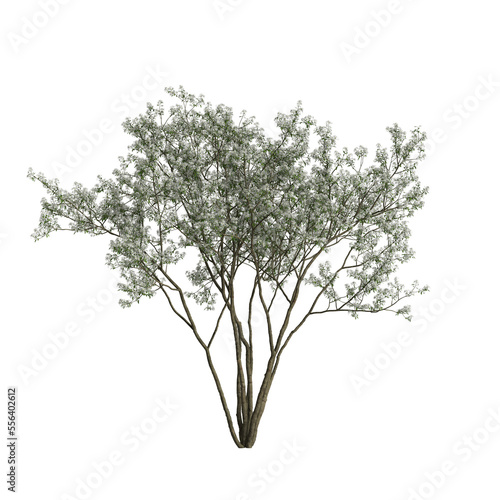 3d illustration of amelanchier flowering isolated on transparent background photo