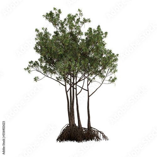 3d illustration of rhizophora apiculata tree isolated on transparent background photo