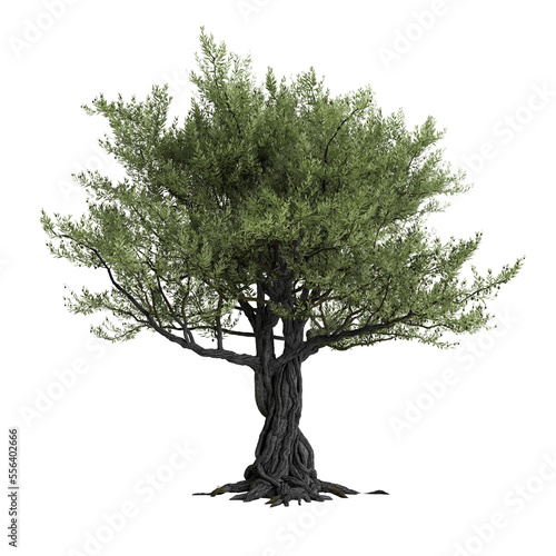 3d illustration of olive tree isolated on transparent background