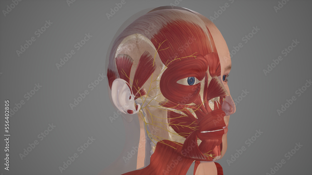 Muscles of Facial Expression.3d rendering