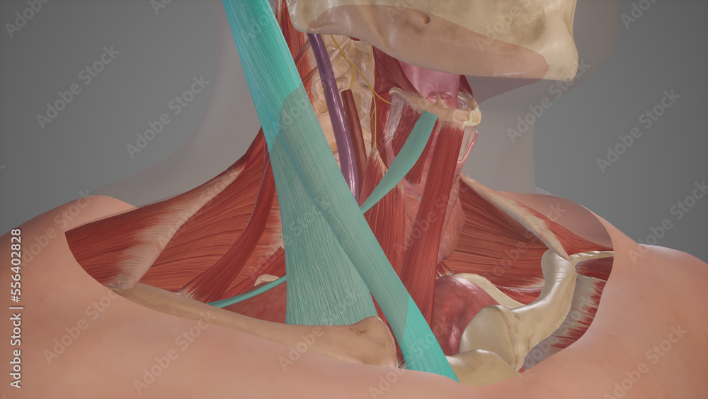 Anatomical Illustration of Muscular Triangle.3d rendering Stock