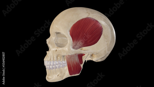 Muscles of Mastication Anatomy.3d rendering photo