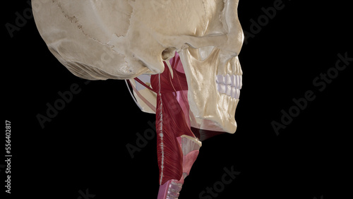 Anatomy of Muscles of Pharynx.3d rendering