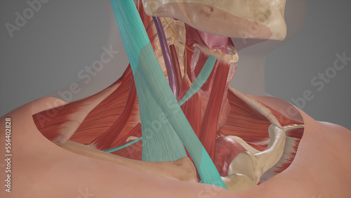 Anatomical Illustration of Muscular Triangle.3d rendering photo