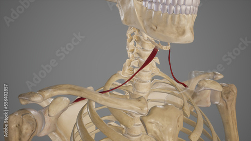Anatomical Illustration of Omohyoid Muscle.3d rendering