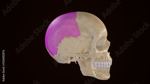 Lateral View of Parietal Bone photo