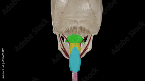 Anatomical Illustration of Pharyngeal Constrictor Muscles.3d rendering photo