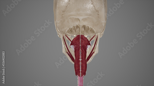 Posterior View of Muscles of Pharynx.3d rendering photo