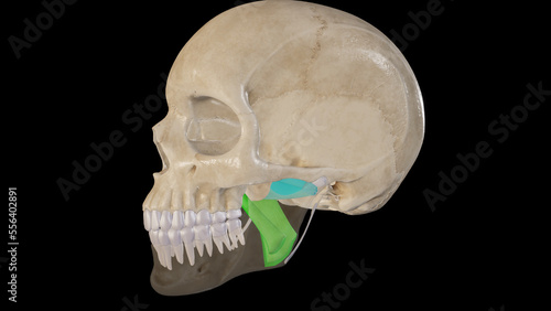 Anatomical Illustration of Pterygoid Muscles.3d rendering photo