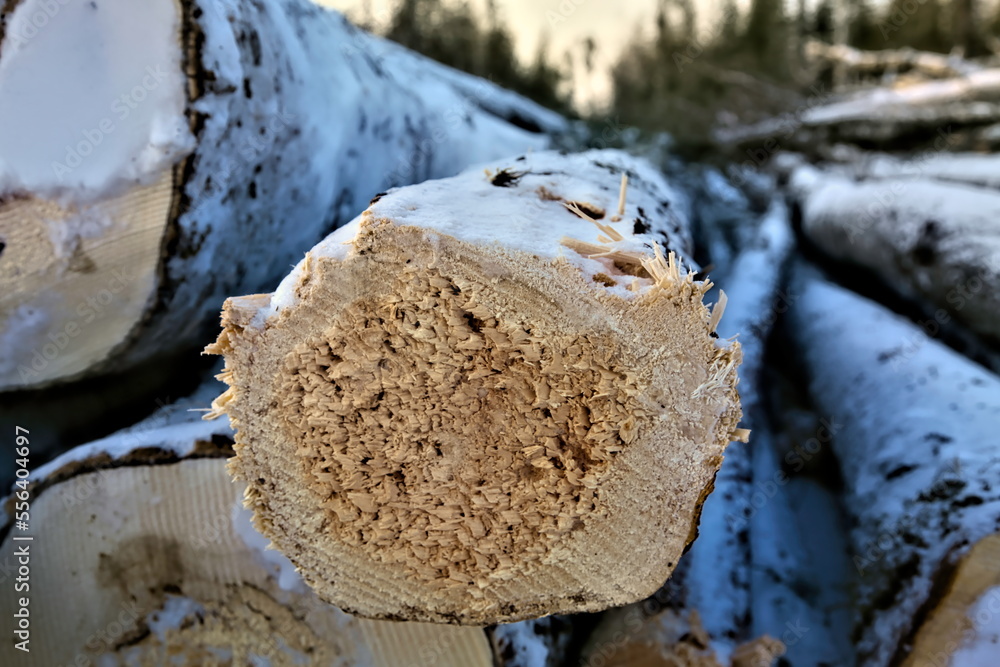 felled trees texture saw cut, large trees felled for transportation felled trees texture saw cut, large trees felled for transportation