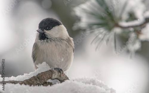 Obraz na płótnie Portrait of Alpine tit or Willow tit (Poecile montanus) peched on a snowy pine branch during a snowfall - animals in wild, Italian Alps. w salonie