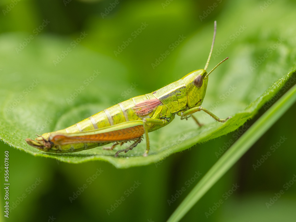 Green grasshopper in a backyard on leaf in the garden summer time Green grasshopper in a backyard on leaf in the garden summer time