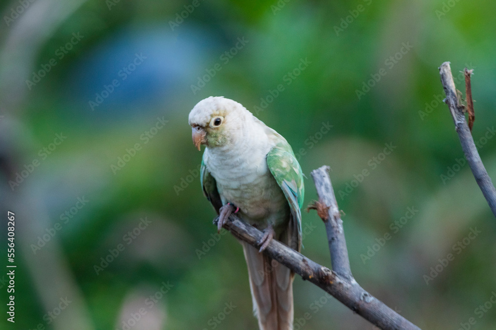 Maroon bellied parakeet sitting on a branch