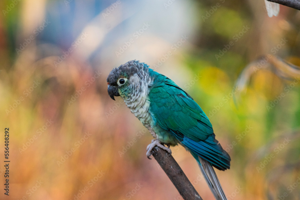 Obraz premium Maroon bellied parakeet sitting on a branch