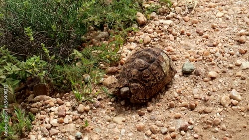 Leopard Tortoise with broken shell stayes still on gravel ground, close up photo