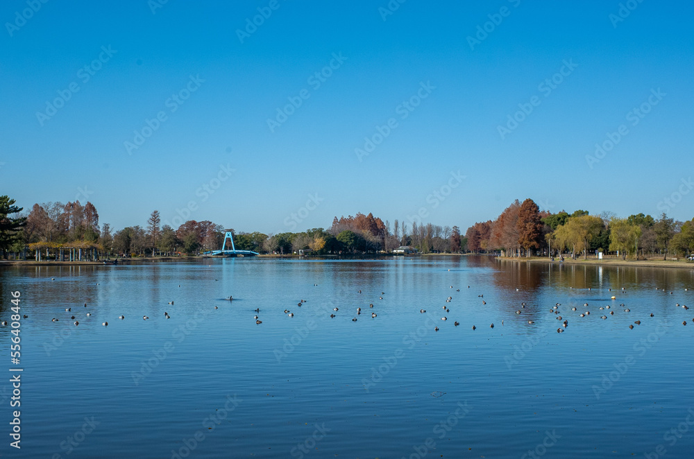 Obraz premium 東京都最大級の都立公園「水元公園」メタセコイアの森
