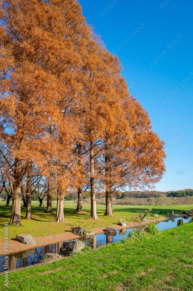 Naklejka premium 東京都最大級の都立公園「水元公園」メタセコイアの森