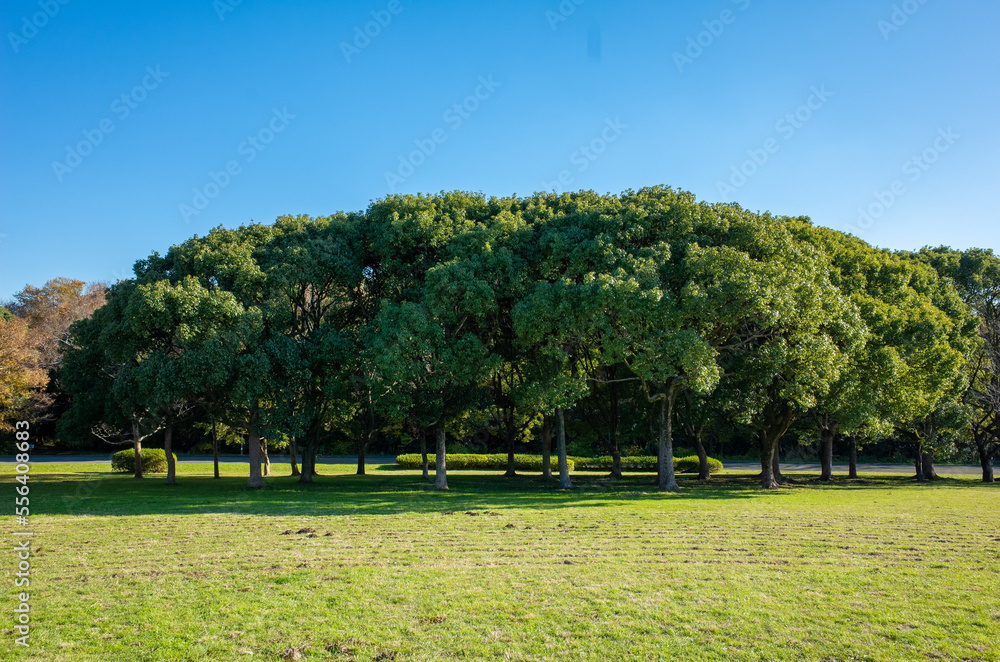 東京都最大級の都立公園「水元公園」メタセコイアの森