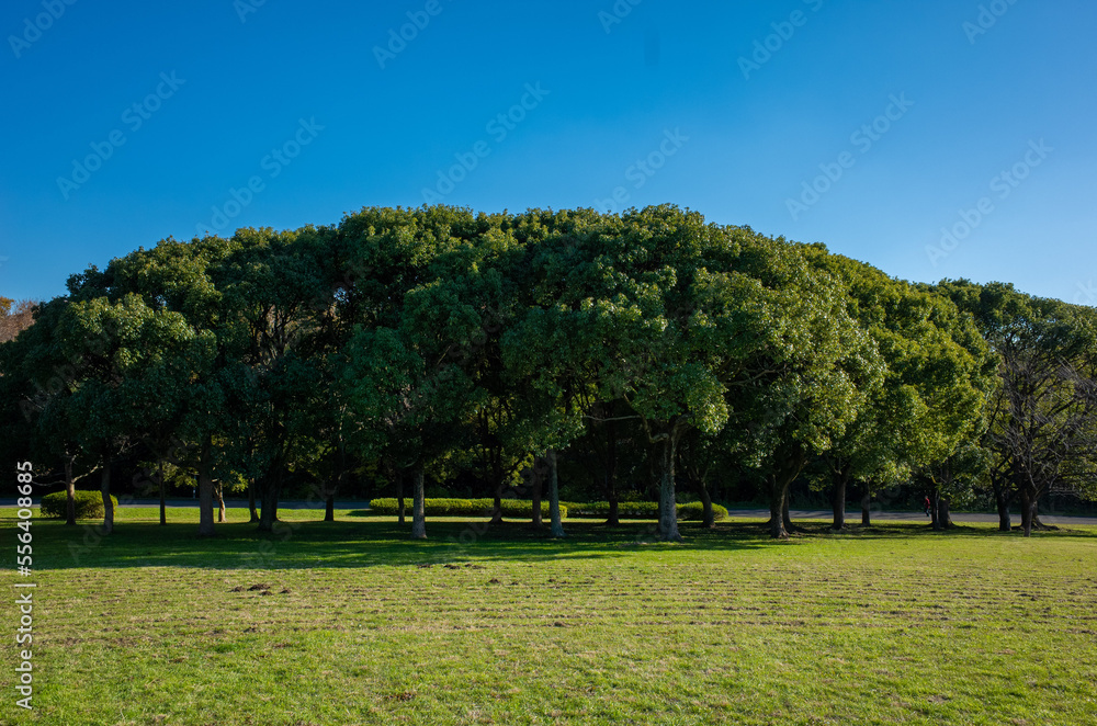 Naklejka premium 東京都最大級の都立公園「水元公園」メタセコイアの森