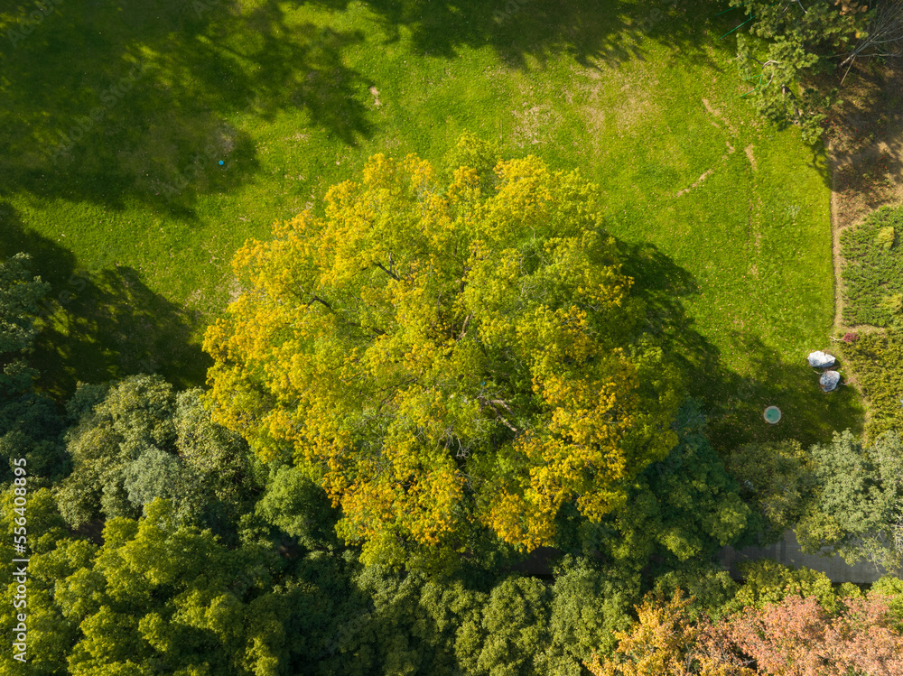 Naklejka premium Autumn scenery of Wuhan East Lake Wetland Park Scenic Area