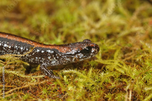 Closeup on a juvenile of the endangered Del Norte Salamander , Plethodon elongatus, in North California