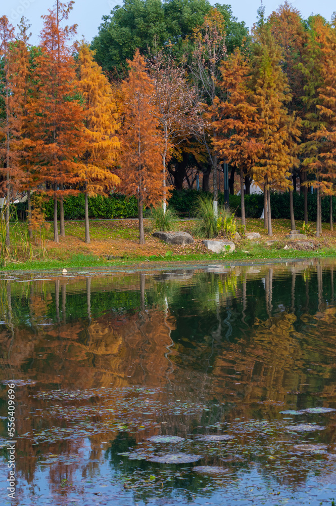 Autumn scenery of Wuhan East Lake Wetland Park Scenic Area