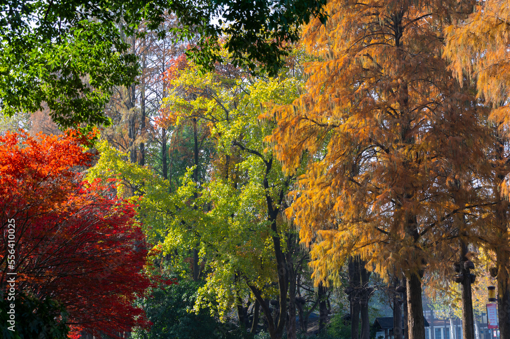 Autumn scenery of Wuhan East Lake Wetland Park Scenic Area Autumn scenery of Wuhan East Lake Wetland Park Scenic Area