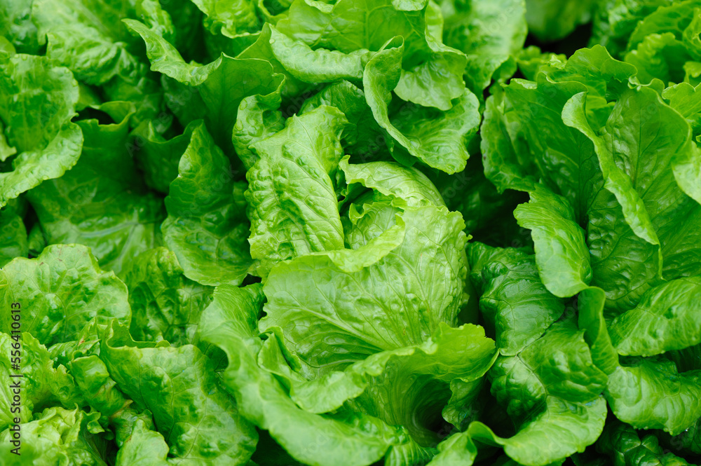 Green lettuce in growth at vegetable garden Green lettuce in growth at vegetable garden
