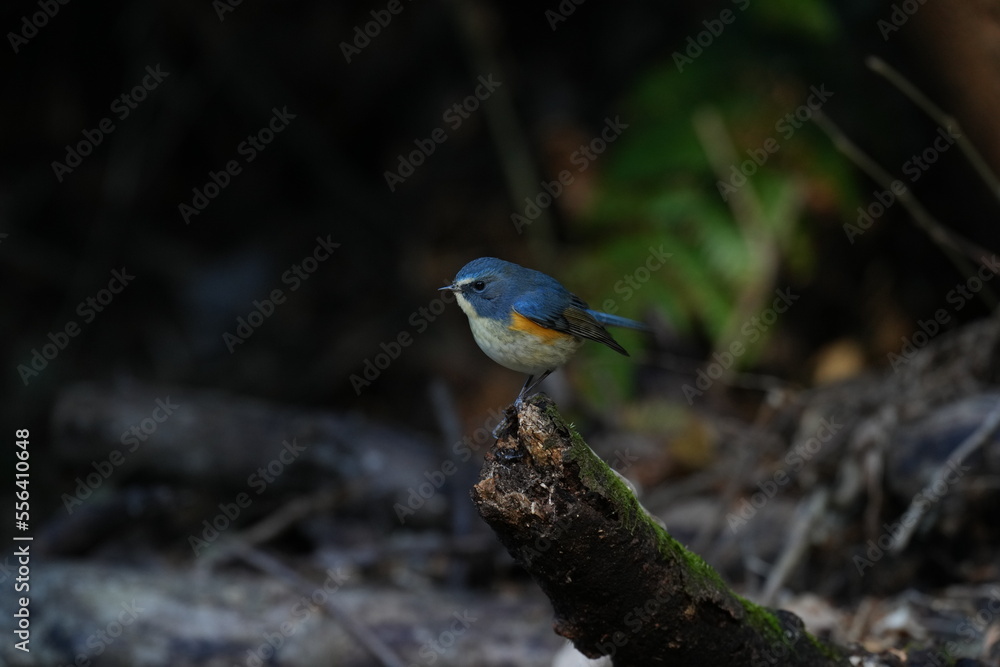 red flanked blue tail in a forest red flanked blue tail in a forest