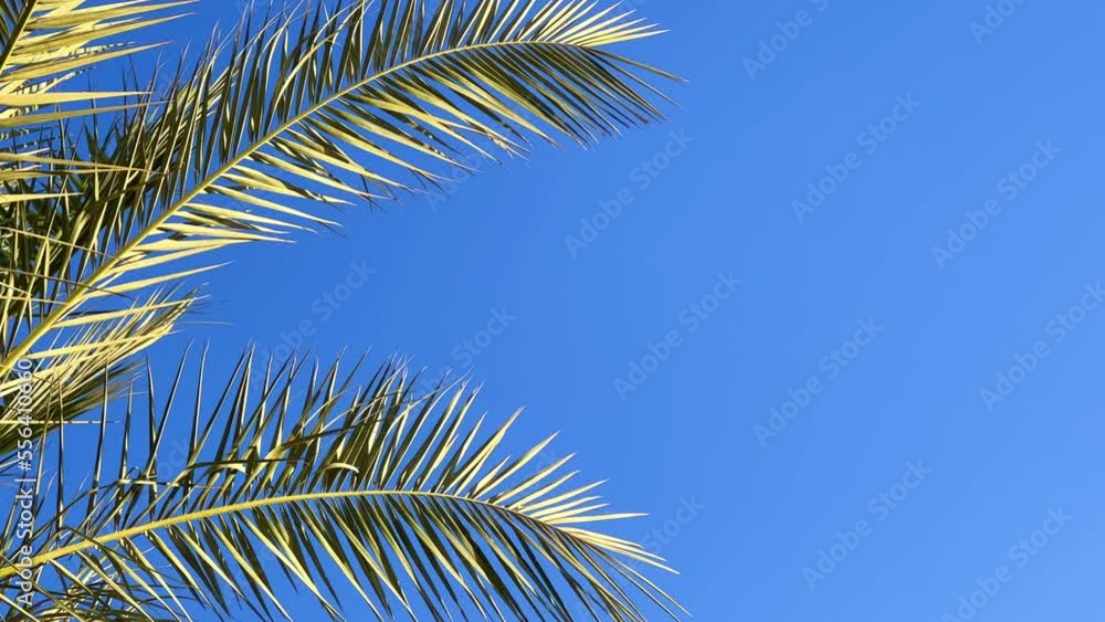 A green palm tree against a blue sky. Palm trees in the sunlight. View of palm trees against the sky with branches swaying in the wind - 4K video. Palm tree on the seashore view from below. Egypt 2022 A green palm tree against a blue sky. Palm trees in the sunlight. View of palm trees against the sky with branches swaying in the wind - 4K video. Palm tree on the seashore view from below. Egypt 2022