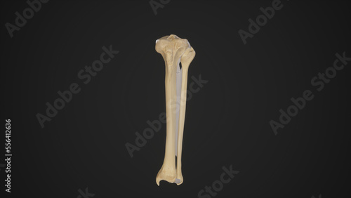Anatomical Illustration of Left Tibiofibular Joints.3d rendering