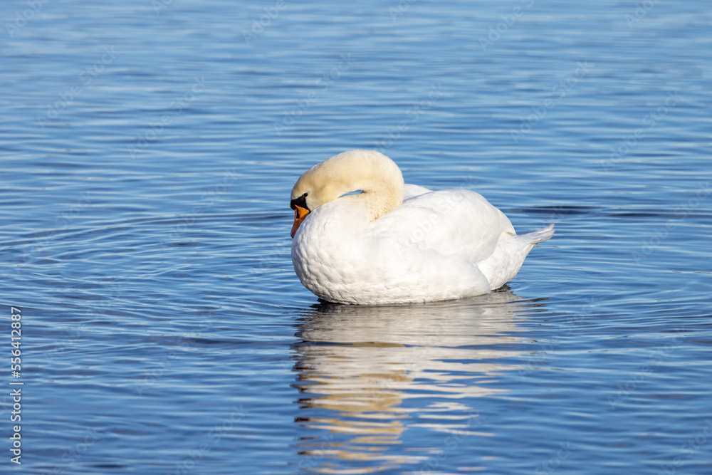white swan swimming in the blue water