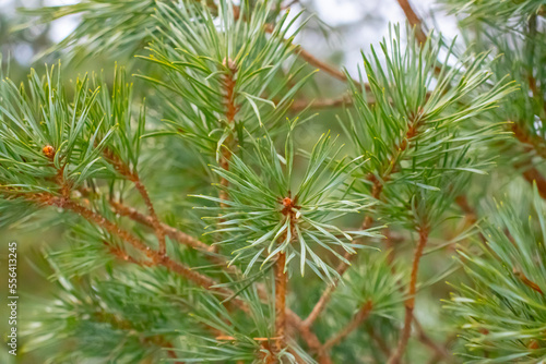 Green branches of a pine