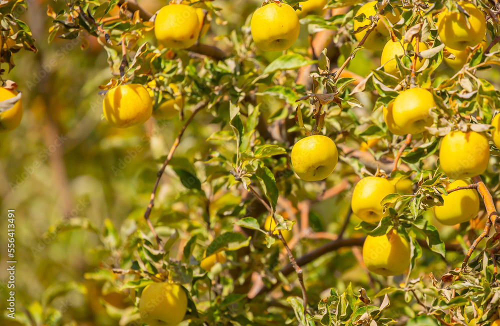 Harvest of apples on a plantation in the garden. Fruit trees with apples. Ripe fruits on the branches of a tree. Gardening in agriculture. Harvest of apples on a plantation in the garden. Fruit trees with apples. Ripe fruits on the branches of a tree. Gardening in agriculture.