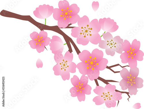 桜　春　和風　フレーム枠  背景
