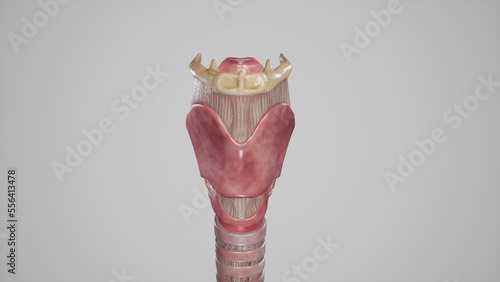 Anterior View of Larynx.3d rendering photo