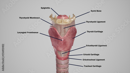 Anterior View of Larynx-Labeled.3d rendering photo