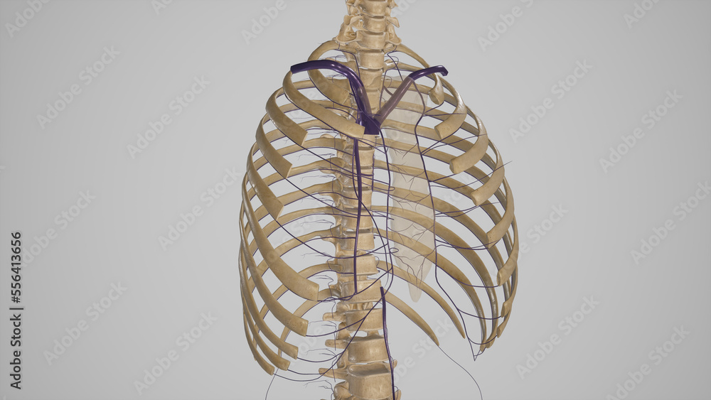 Veins of Thoracic Wall Anatomy.3d rendering