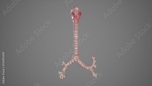Photography Anatomical Illustration of Trachea.3d rendering