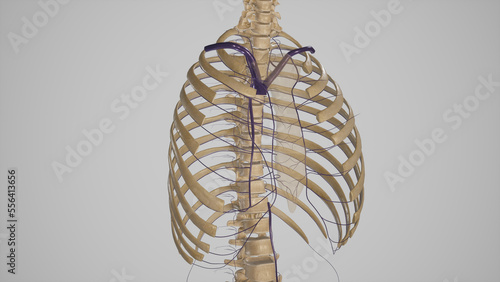 Veins of Thoracic Wall Anatomy.3d rendering photo
