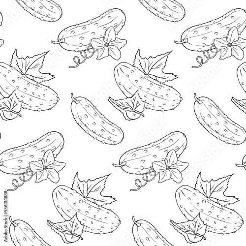 Vector cucumber pattern. Vegetable pattern. Detailed cucumbers drawing. Farm market product.