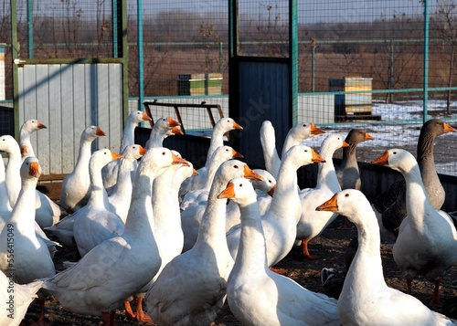 Fotografie, Obraz A flock of domestic geese in the farmyard in winter
