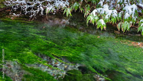 小川の水が透明で緑色の水草が流れに揺らいでいる、岸根には木々と笹に薄ら雪景色。