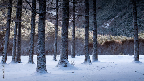 冬到来、一面が白くなる程度の雪、林の幹にも雪が着き寒さを感じる、遠くの林には日差しが差し込み始めている。