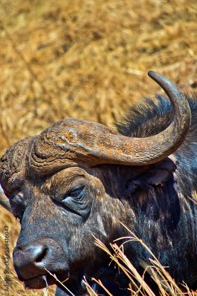 Buffalo, Syncerus caffer, Rhino and Lion Nature Reserve, Gauteng, South Afica, Africa Buffalo, Syncerus caffer, Rhino and Lion Nature Reserve, Gauteng, South Afica, Africa