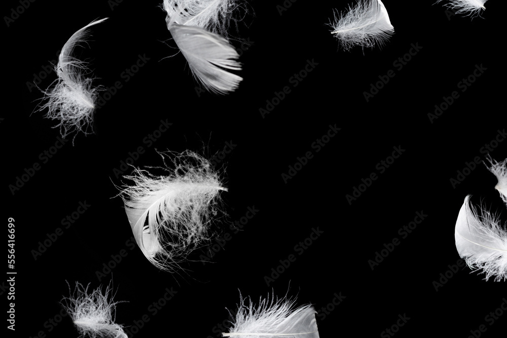 Fototapeta premium White feather isolated on a black background.